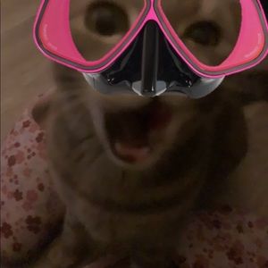 Meet your Posher, Matilda